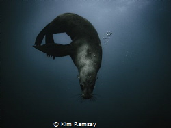 The Contortionist.
Australian fur seal poses for the cam... by Kim Ramsay 
